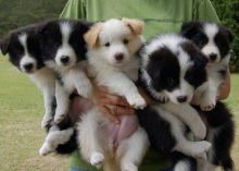 Border Collie puppies