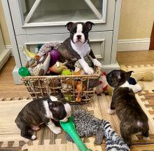 Boston Terrier puppies available
