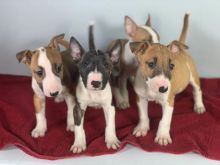 Bull Terrier puppies