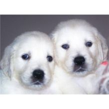 Cute Attractive Golden Retriever Puppies