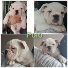 English Bulldog Puppies Available