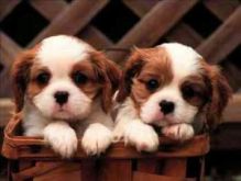 Excellent Cavalier King Charles Spaniel puppy for adoption