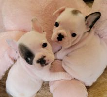 French Bulldogs Available