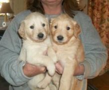 Gorgeous Male and Female Golden Retriever Puppies