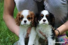 Lovely King Charles puppies