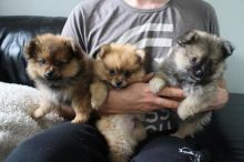Pomeranian puppies for adoption (catherinetrang68@gmail.com)