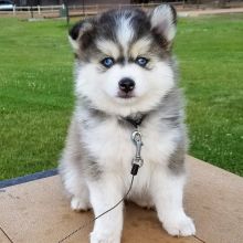 Pomsky puppies