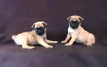 Purebred Pug Puppies