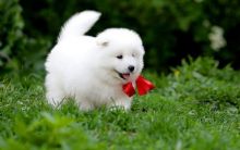 Samoyed Puppies