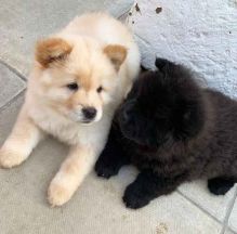 Super Adorable Chow Chow Puppies