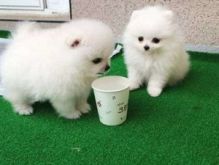 White Pomeranian Puppies Available
