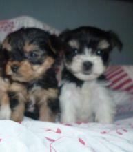 Yorkie Puppies Males & Females