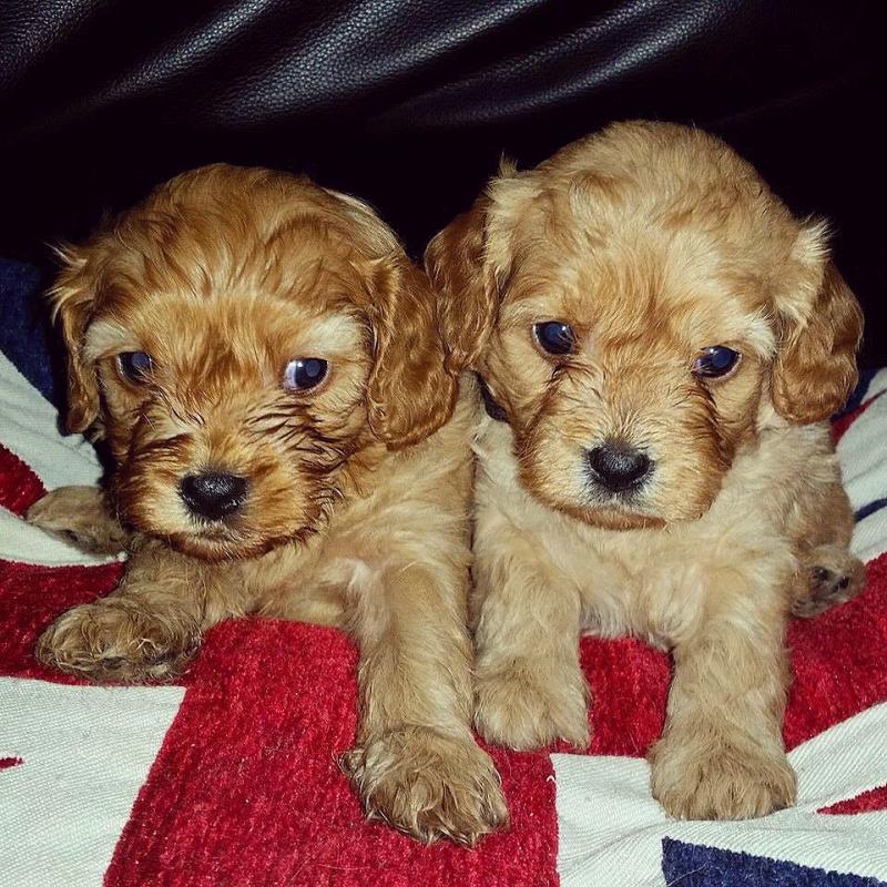 Adorable outstanding Cavapoo puppies Image eClassifieds4u
