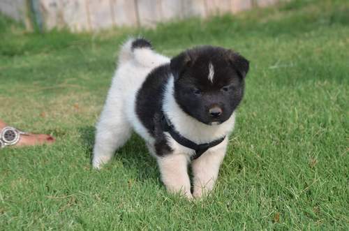 Akita puppies Image eClassifieds4u