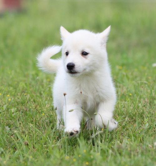 Alaskan Klee Kai puppies for sale Image eClassifieds4u