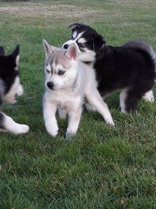 Alaskan Klee Kai puppies for sale Image eClassifieds4u