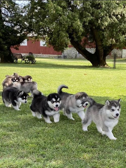 Alaskan Malamute puppies Image eClassifieds4u