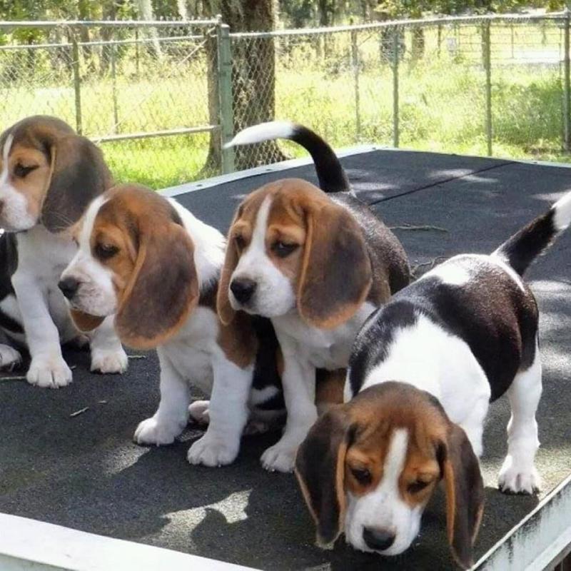 Beagle Puppies Image eClassifieds4u
