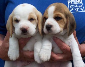 Beagle puppies Image eClassifieds4u