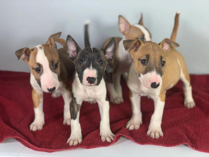 Bull Terrier puppies Image eClassifieds4u