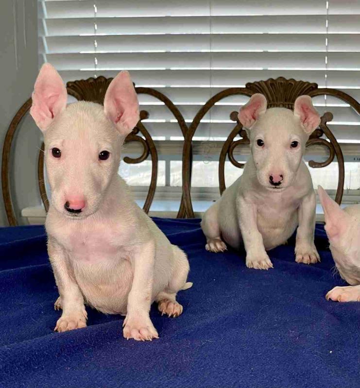 Bull Terrier puppies Image eClassifieds4u