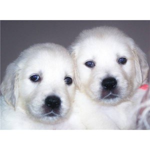 Cute Attractive Golden Retriever Puppies Image eClassifieds4u