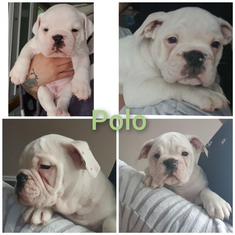 English Bulldog Puppies Available Image eClassifieds4u