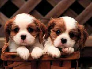 Excellent Cavalier King Charles Spaniel puppy for adoption Image eClassifieds4u