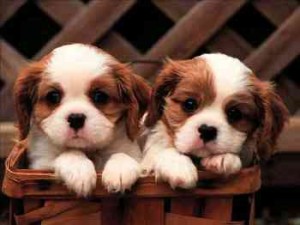 Excellent Cavalier King Charles Spaniel puppy for adoption Image eClassifieds4u