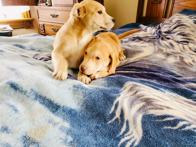 Labrador Retriever Image eClassifieds4u