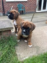 Boxer puppies Image eClassifieds4U