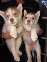 MALE AND FEMALE SIBERIAN HUSKY PUPPIES FOR ADOPTION [ luckpeter90@gmail.com] Image eClassifieds4U