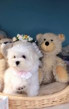 Maltese Puppies For Sale Image eClassifieds4u 4