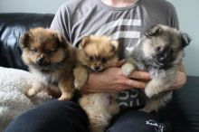 Pomeranian puppies for adoption (catherinetrang68@gmail.com) Image eClassifieds4u 1