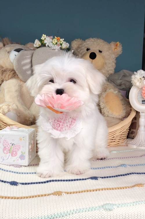 Maltese Puppies For Sale Image eClassifieds4u