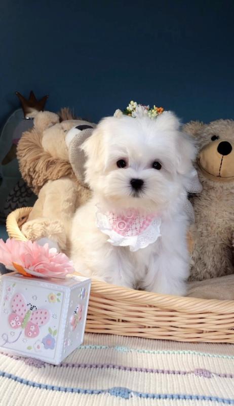 Maltese Puppies For Sale Image eClassifieds4u