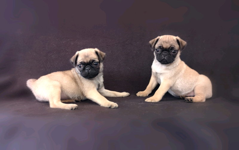 Purebred Pug Puppies Image eClassifieds4u