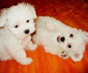 Two Top Class Maltese Puppies Available Image eClassifieds4u