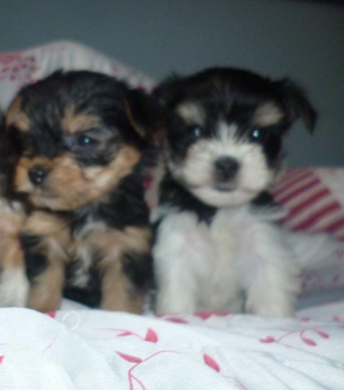 Yorkie Puppies Males & Females Image eClassifieds4u