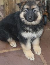 Charming German Shepherd Puppies Available