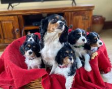 Cavalier King Charles Spaniel Puppies Ready to Go (613) 686-4606