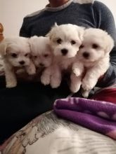 Lovely Maltese Puppies for adoption Text me at (613) 686-4606