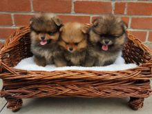 Pomeranian puppies seeking new homes. Text us at: (613) 686-4606