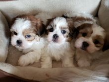 Shih Tzu Puppies for adoption Email via....kaileynarinder31@gmail.com