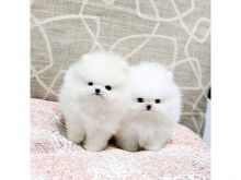 Teacup Pomeranian puppies seeking new homes. Text us at: (613) 686-4606