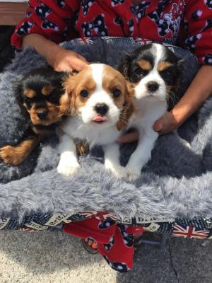 Cavalier King Charles Spaniel Puppies Ready to Go Text us at: (613) 686-4606 for more info Image eClassifieds4u