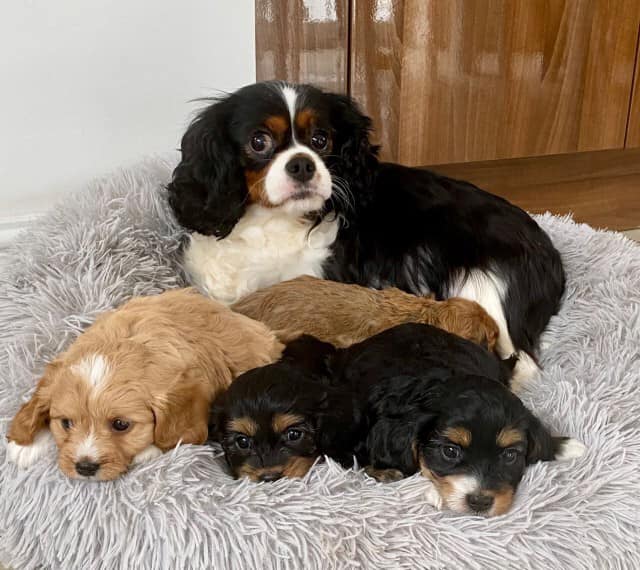Cavapoo puppies seeking new home Text me at (613) 686-4606 Image eClassifieds4u