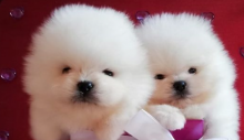 Pretty Pomeranian Puppies for Adoption Text us at: Contact...lovelypomeranian155@gmail.com Image eClassifieds4U
