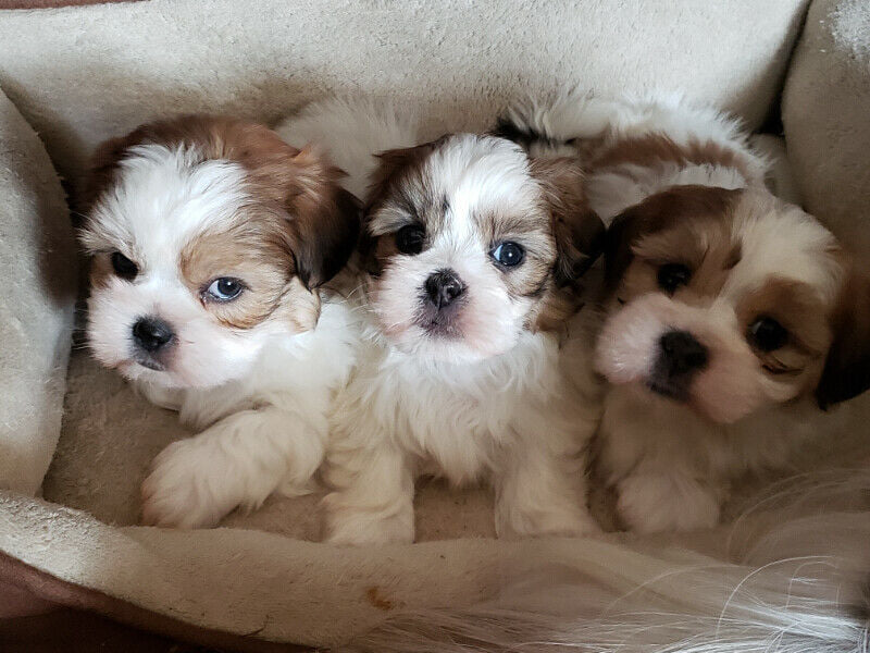 Shih Tzu Puppies for adoption Email via....kaileynarinder31@gmail.com Image eClassifieds4u
