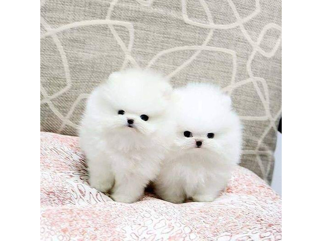 Teacup Pomeranian puppies seeking new homes. Text us at: (613) 686-4606 Image eClassifieds4u